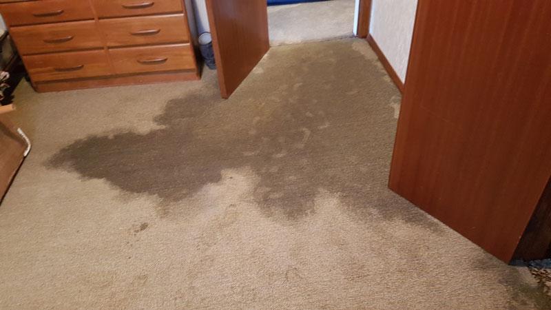 Carpet Drying Service 