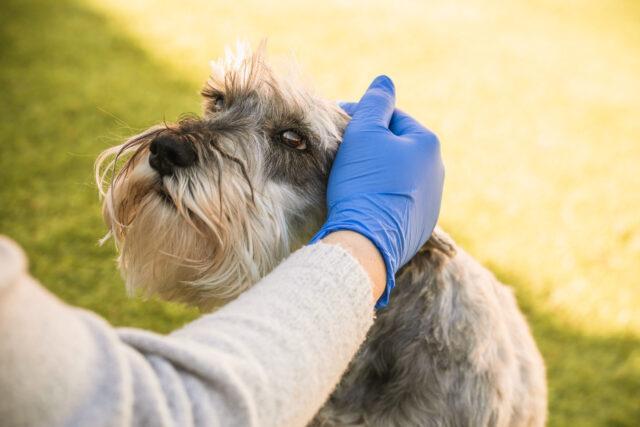 pet desexing,